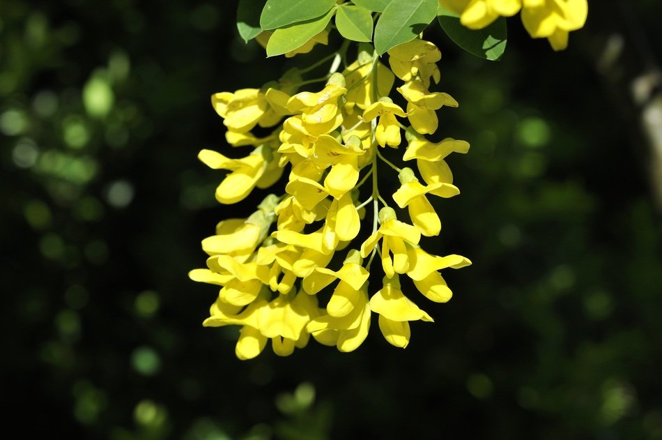 laburnum plant garden flowers