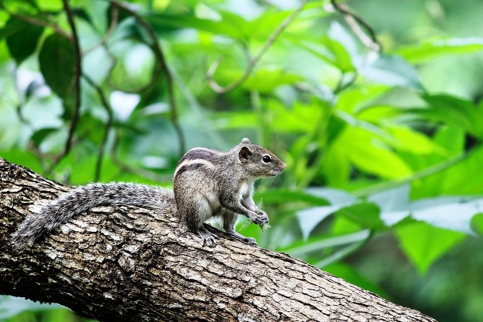 wild rodent in the forest