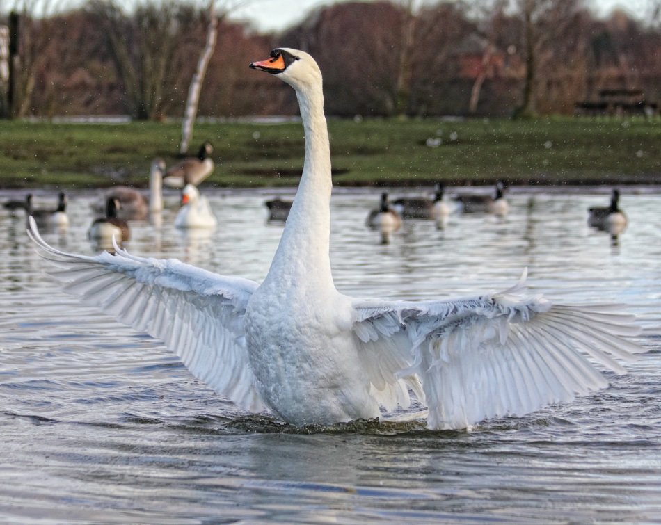 White swan on the lake among other birds