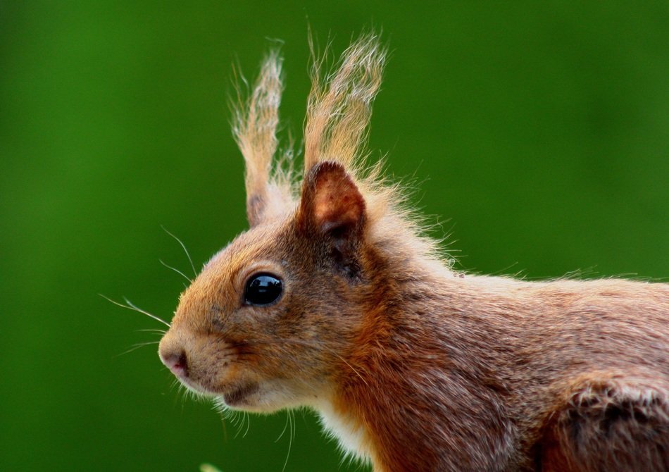 brown squirrel on a green background