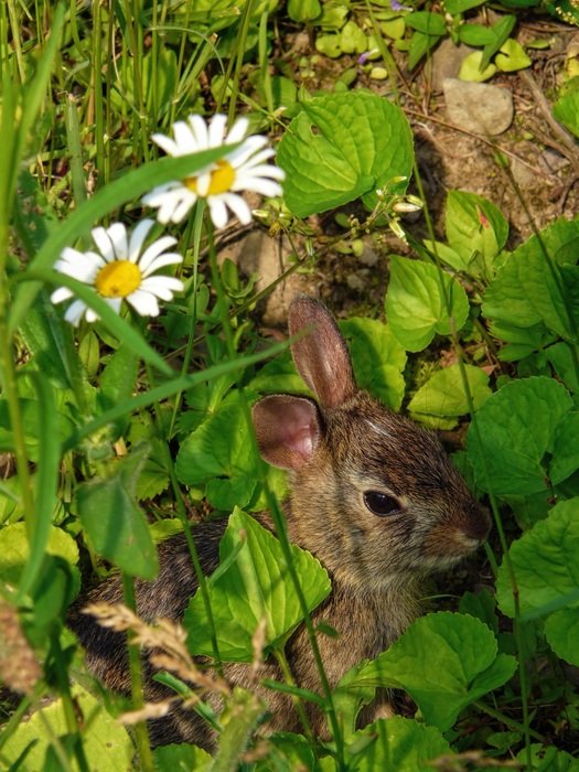 Rabbit sitting in the grass near the white daisy