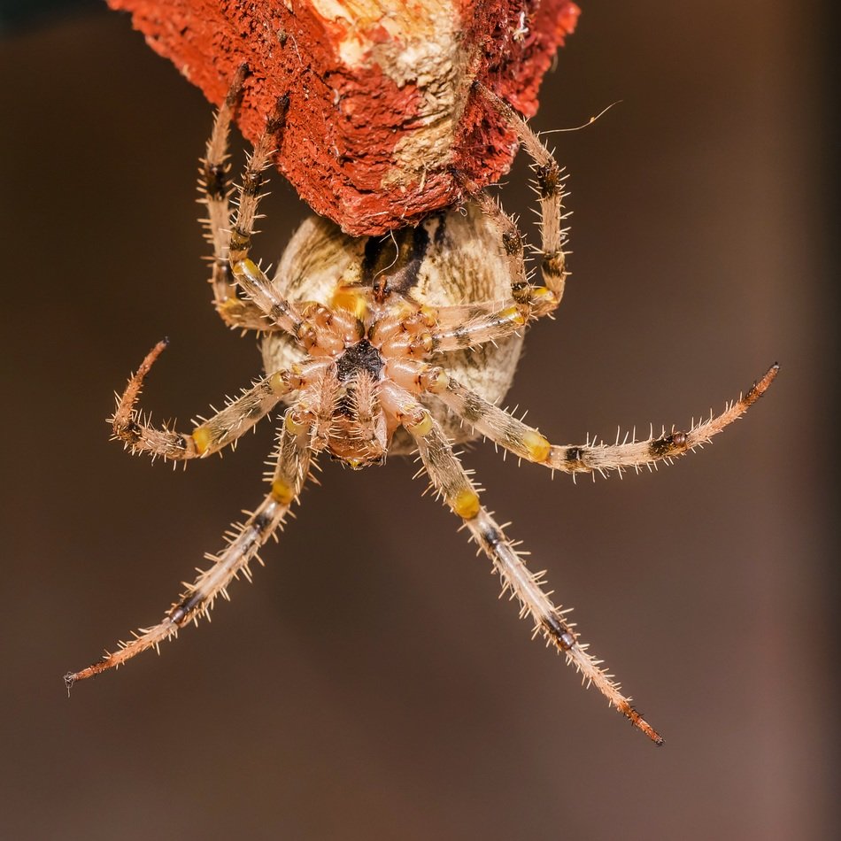 spider with crowned keresztesp