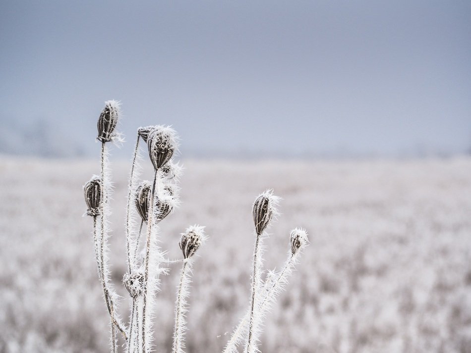 ice crystals on the stem of a plant