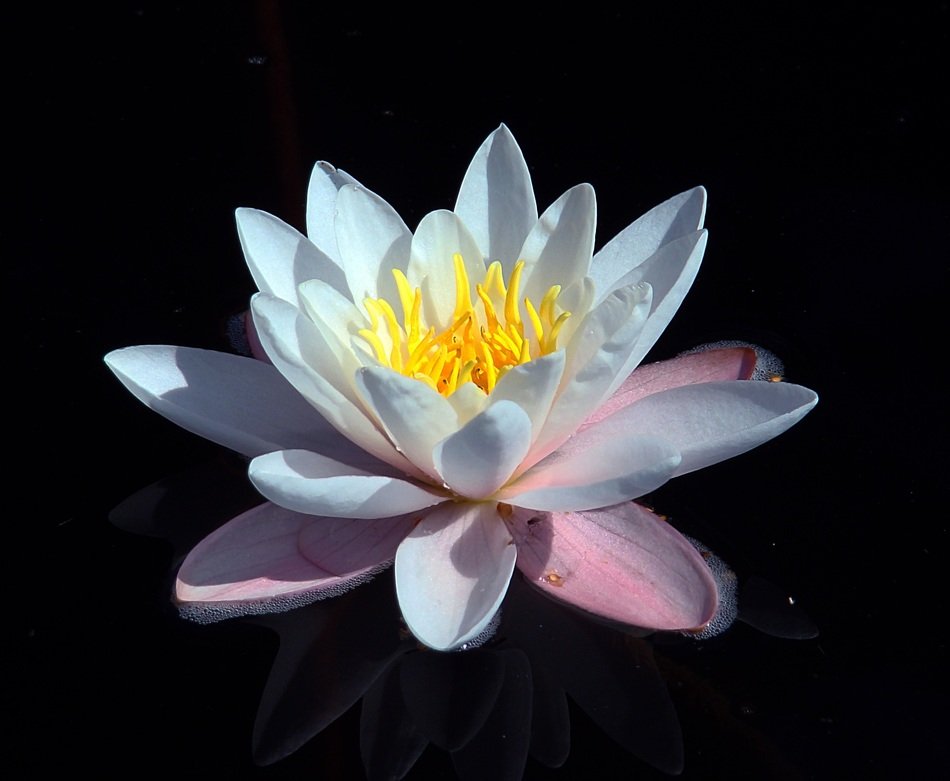 Beauty water lily
