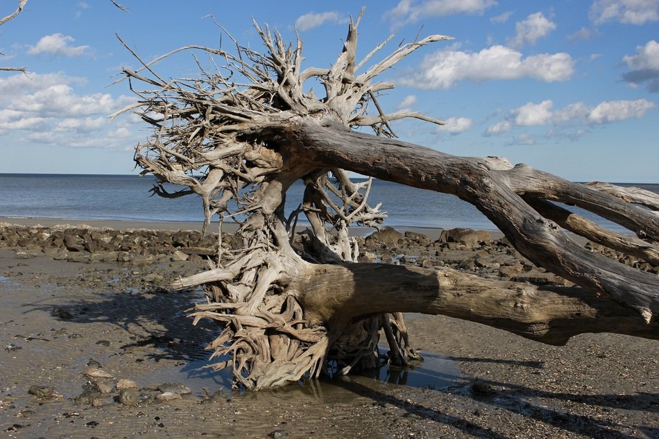 driftwood sky beach landscape