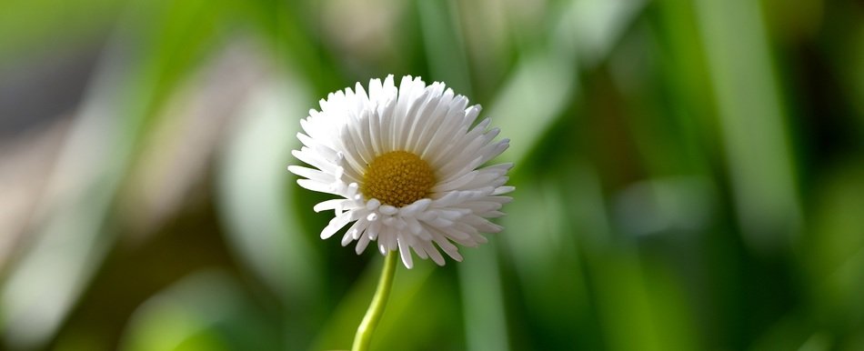 macro photo of a white fluffy daisy
