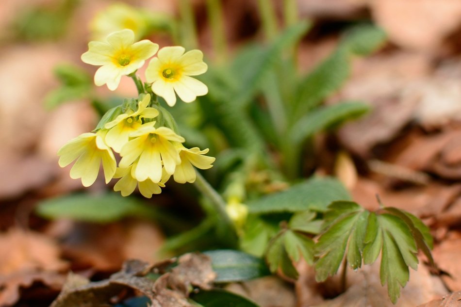 yellow flower in the forest