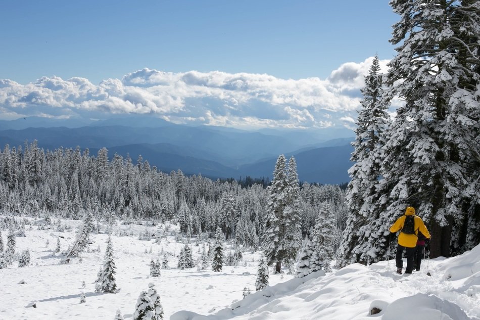 ski descent from the mountain forest