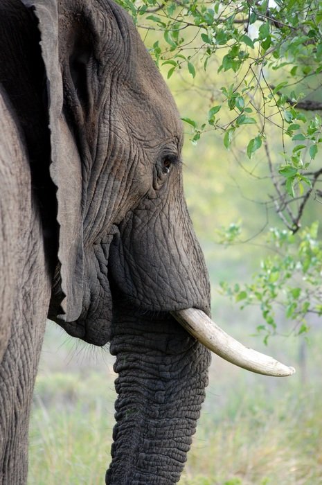 Elephant with tusks in the Africa