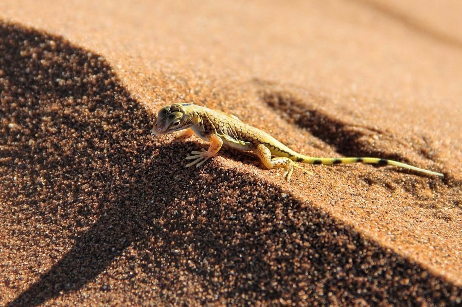 gecko on the sand in the desert