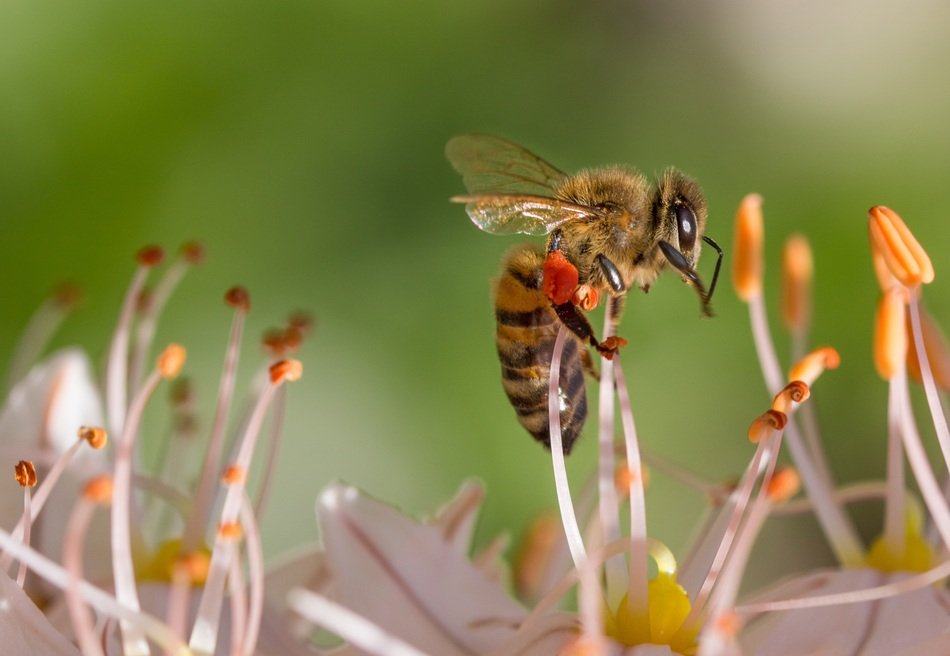 Macro photo of the bee on the flower in spring