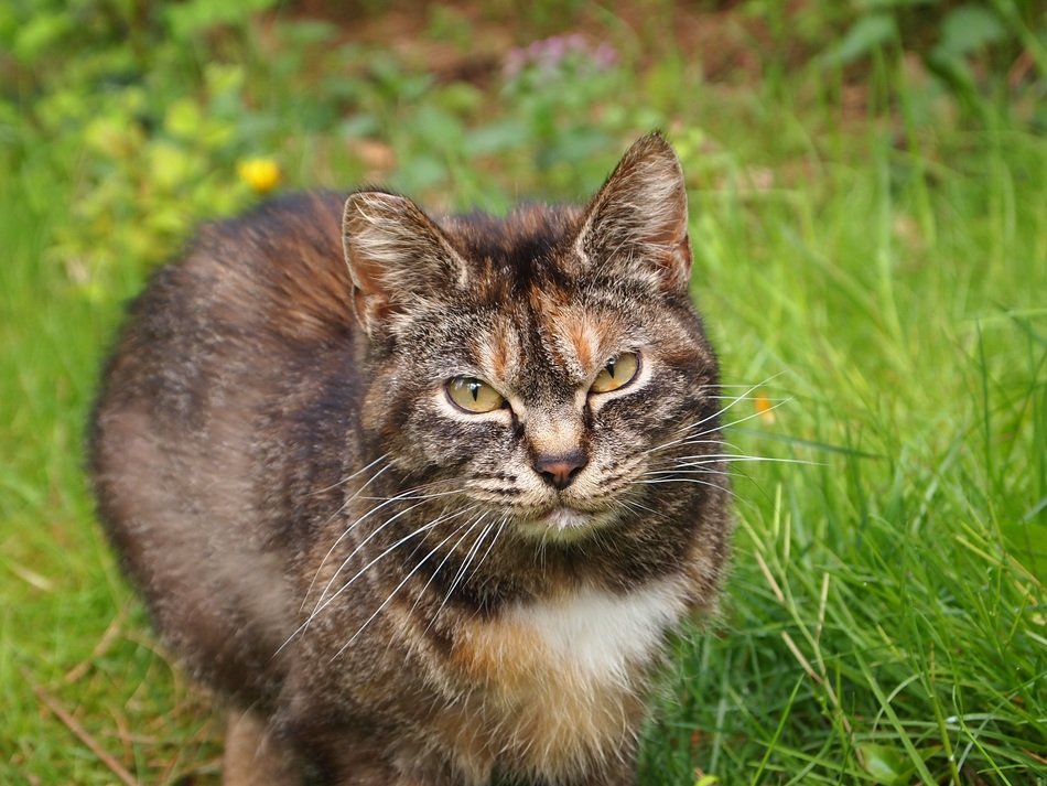 gray wild cat among green grass