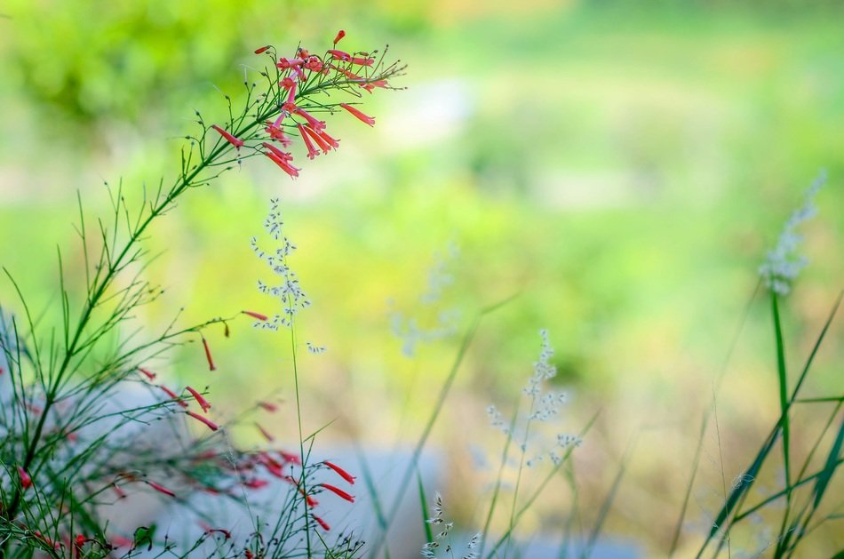 Beautiful flowers in summer