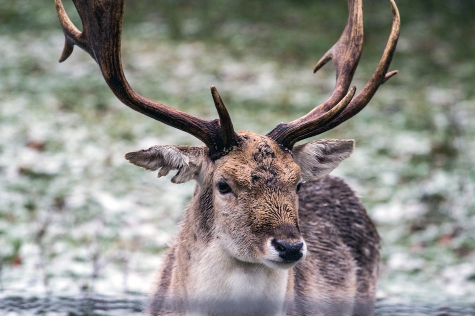 fallow deer in the forest on a blurred background