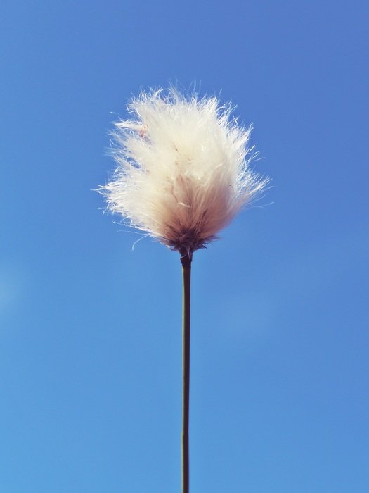 flower of the cotton against the sky