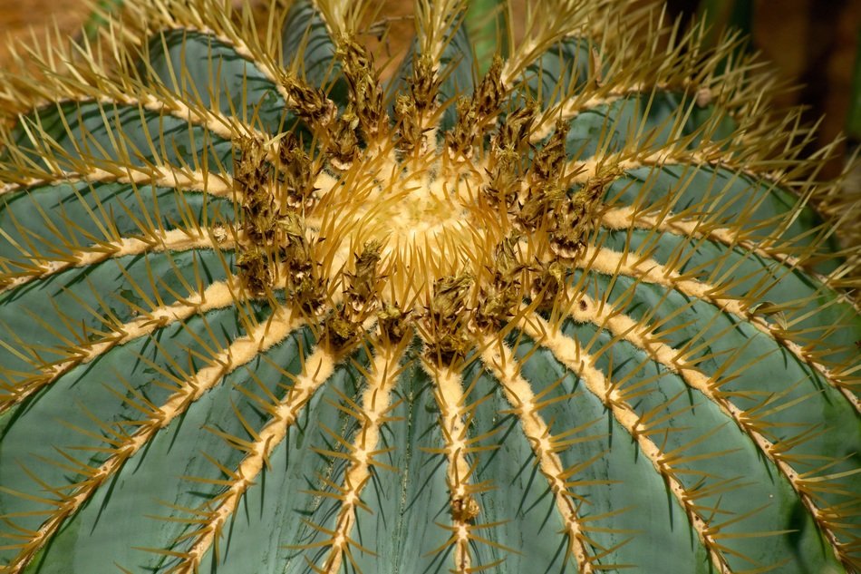 green cactus with spears