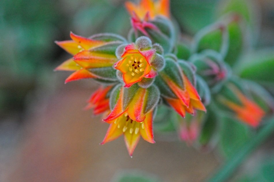 closeup picture of the euphorbia ramipressa flower