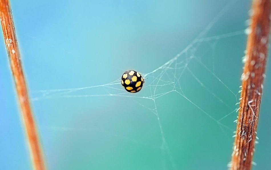 ladybug on the web