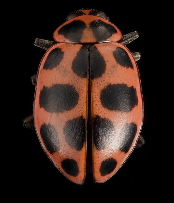 Photo of the black and orange ladybug