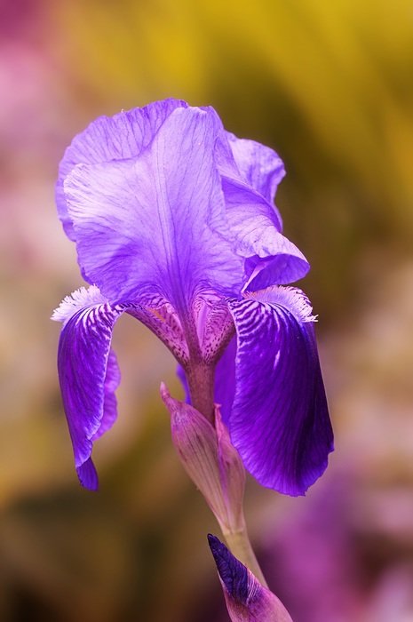 nice lily flower