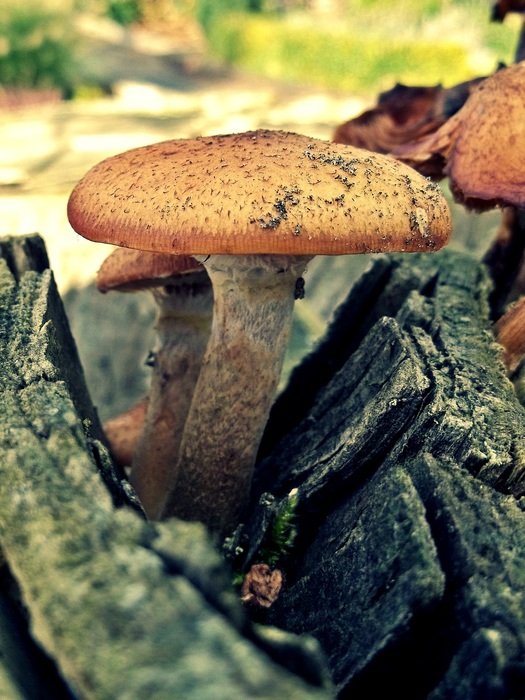 closeup picture of gray mushroom on a tree