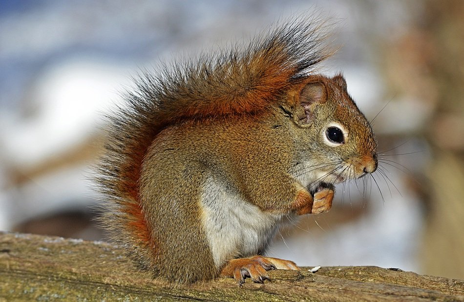 Photo of the red squirrel on the tree