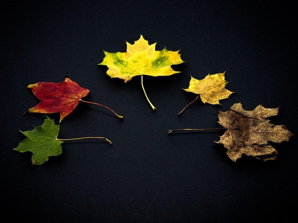 colorful leaves autumn in the autumn