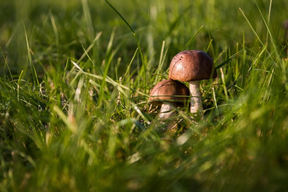 couple of mushrooms in the grass