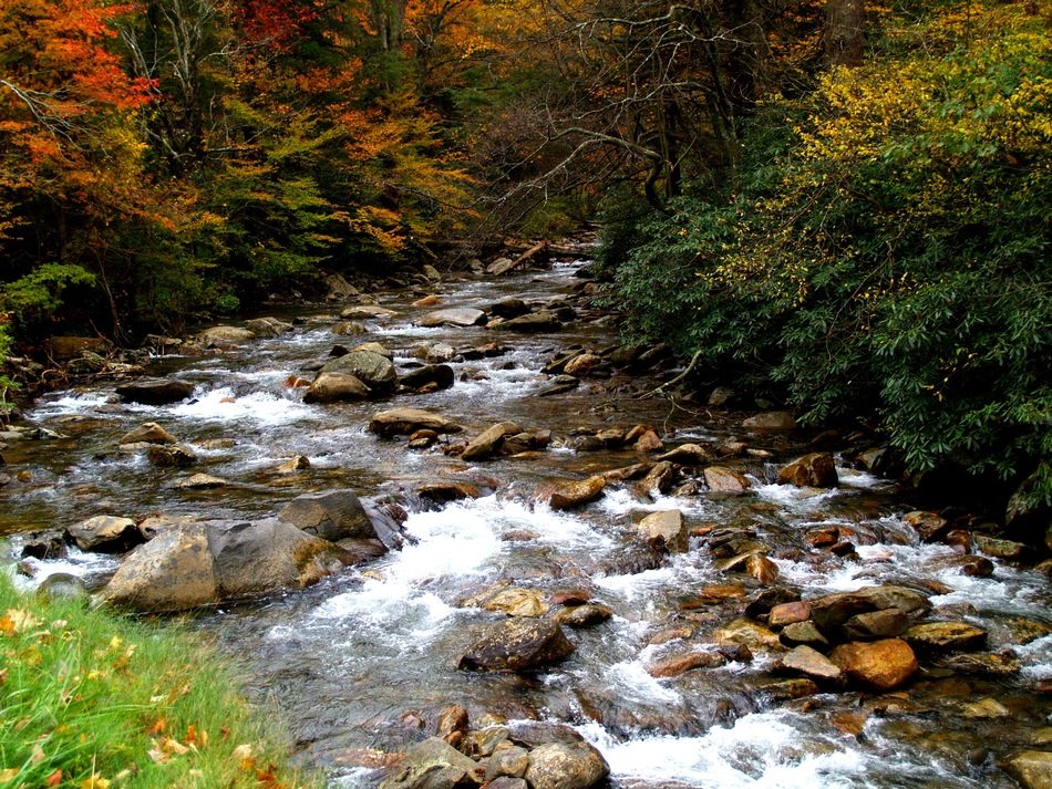 mountain stream in a forest in Tennessee