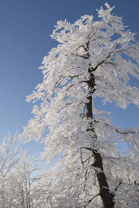 Snowy trees and sky