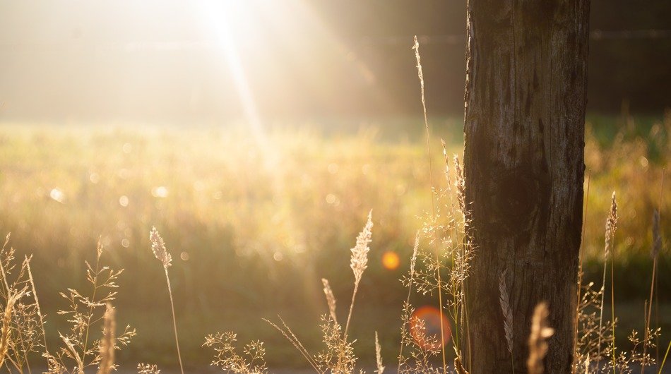 summer meadow with grass tops in back light at sunset