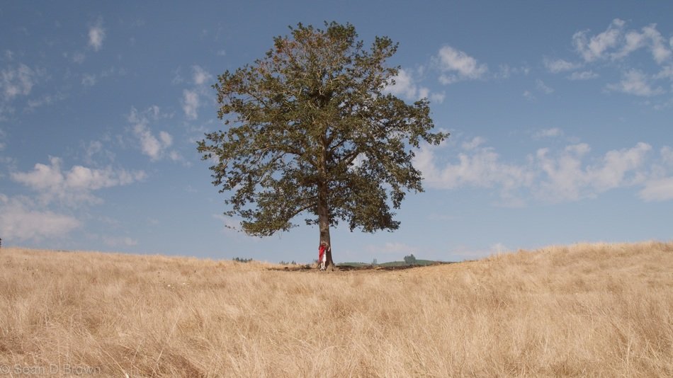 tree and a man in a field of wheat