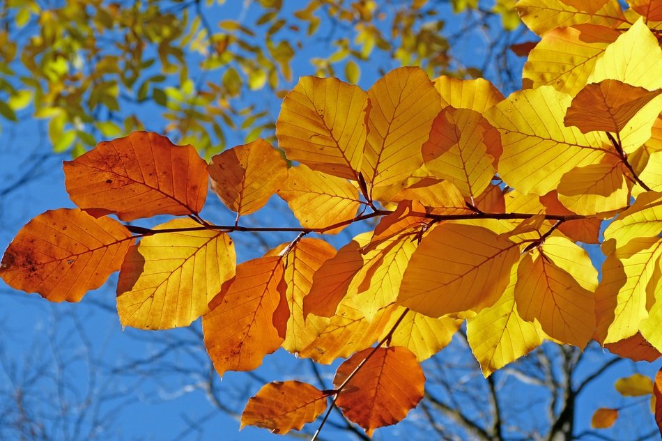 foliage nature leaves