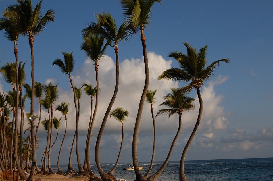 green palm trees on the beach near the ocean at dusk