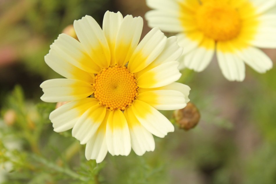 myconis flowers