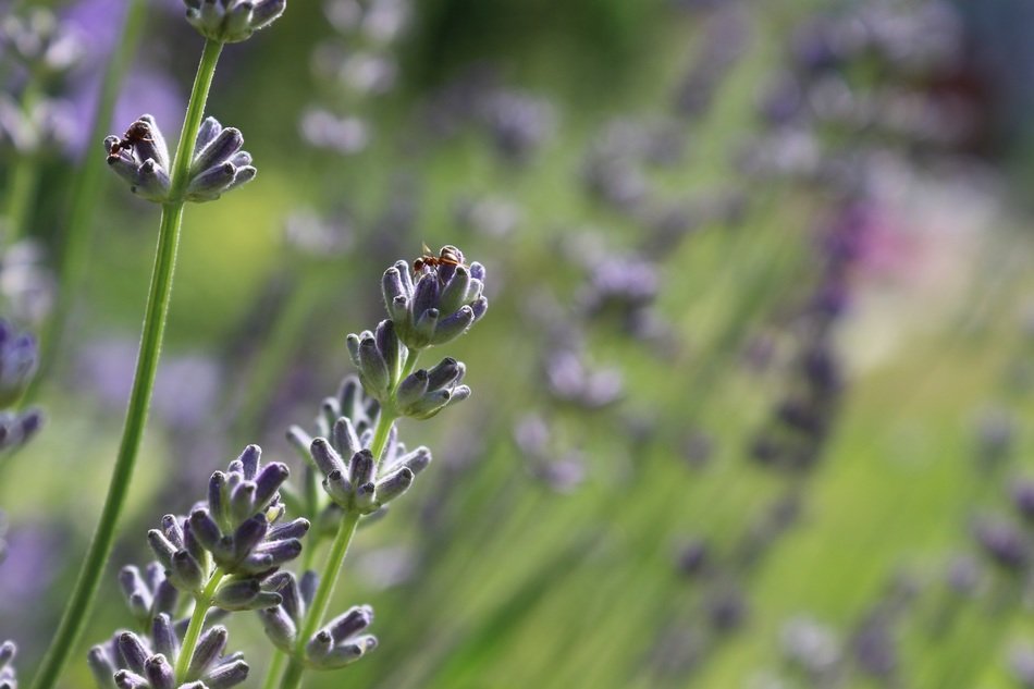lavender blossom ant