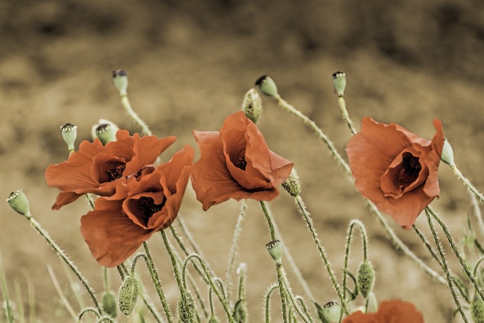 poppy wildflowers with seeds and buds