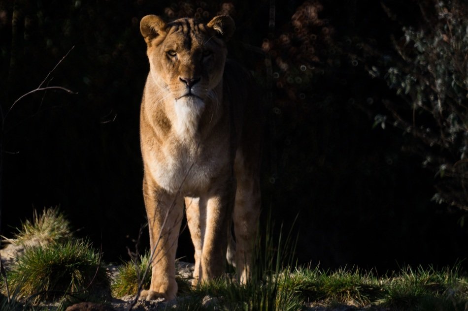 lioness in wilfdlife