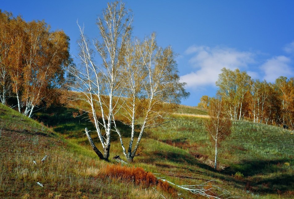 birch among the picturesque landscape