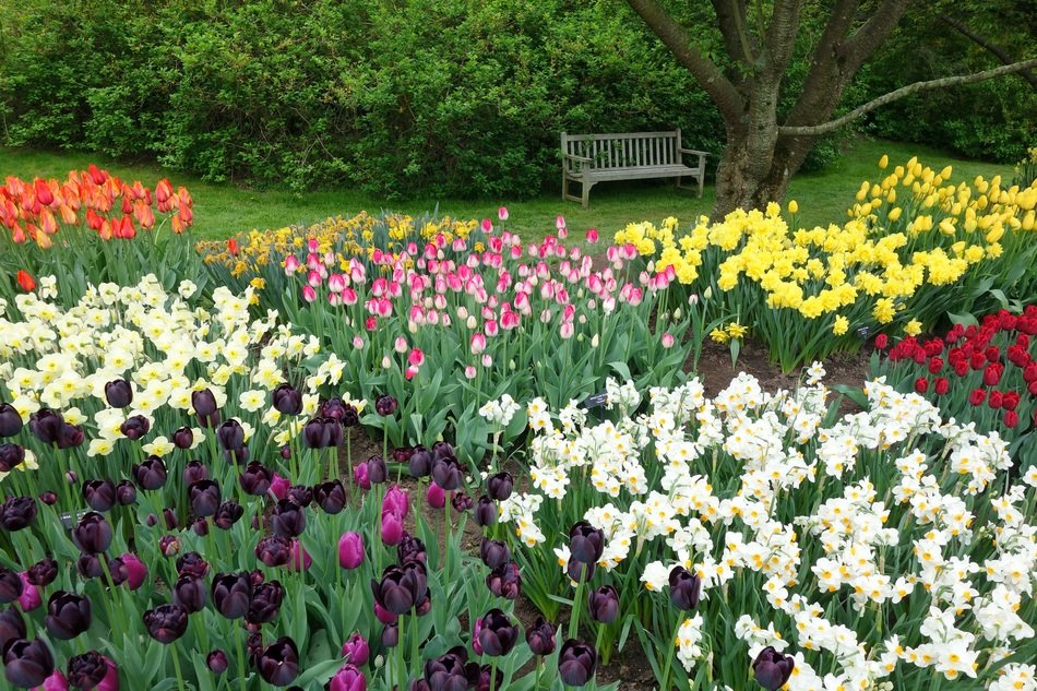 flower bed with tulips and daffodils