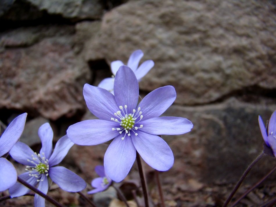 blue anemone on a background of brown stones