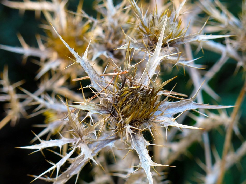 dry thistle close up