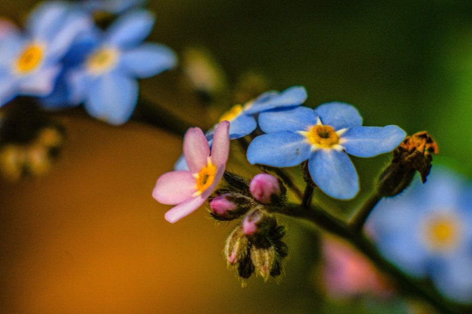 branch with blue and pink flowers