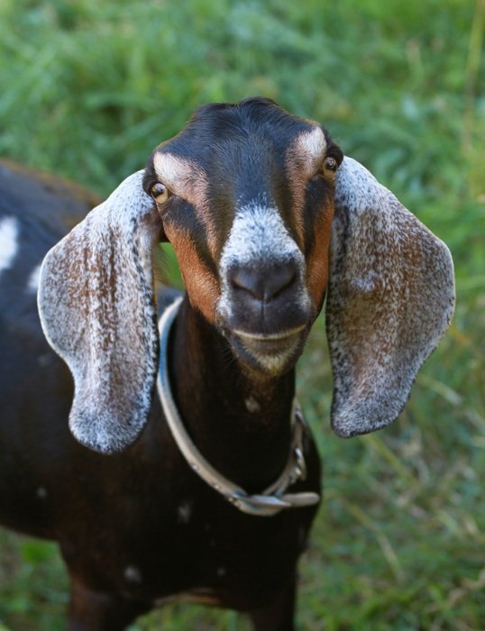 goat farm animal