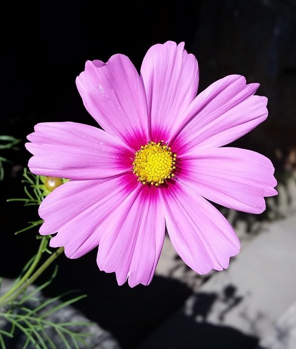 Picture of the opened pink flower