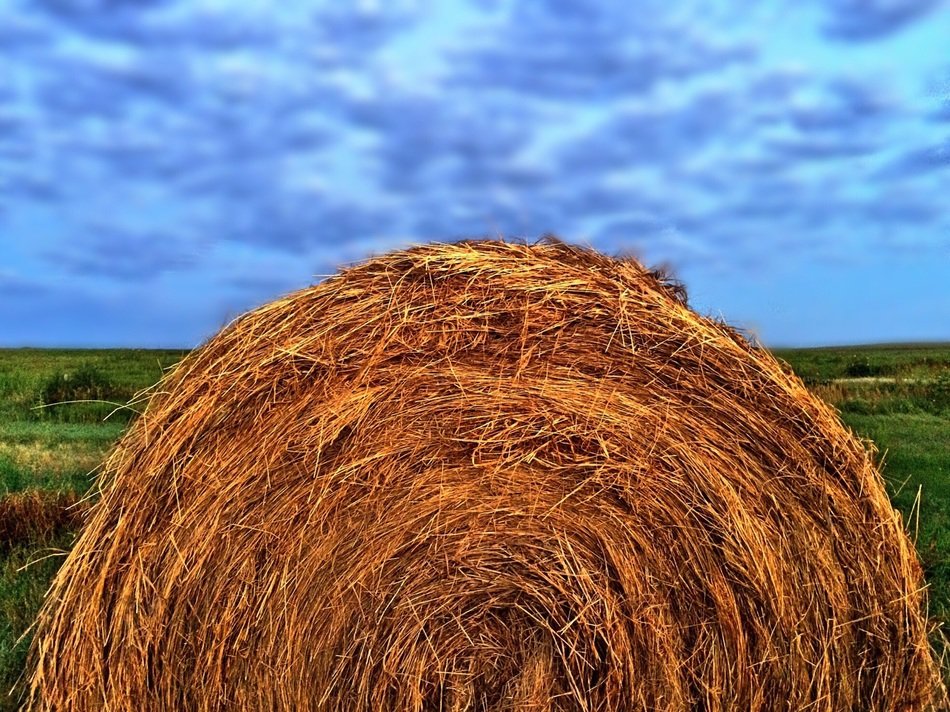 Straw on the field in nature