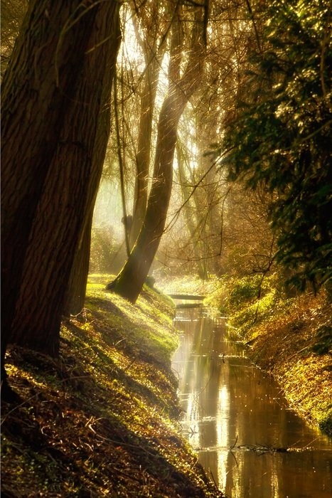 golden sunlight through the trees