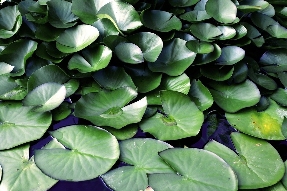 green waterlily pads in pond