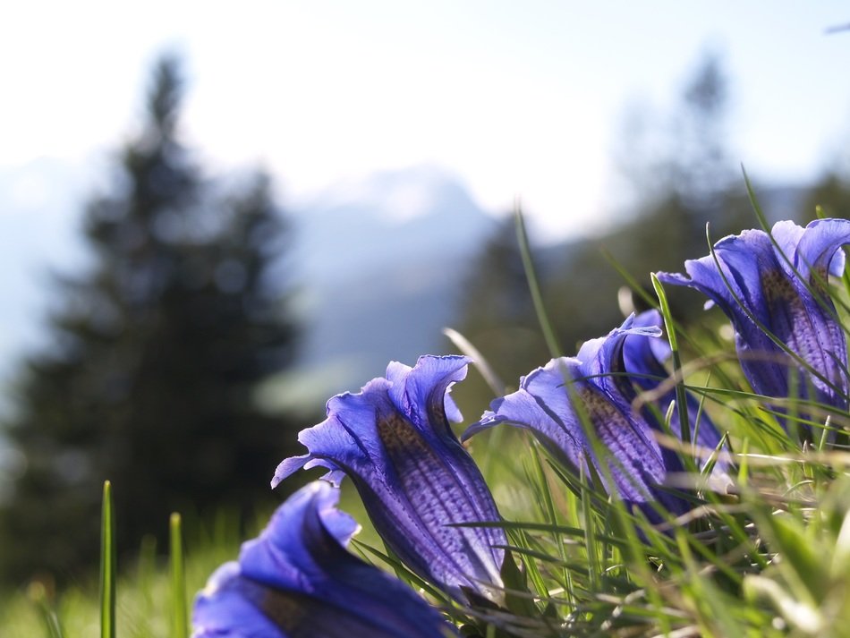 gentian on a background of green trees on a blurred background