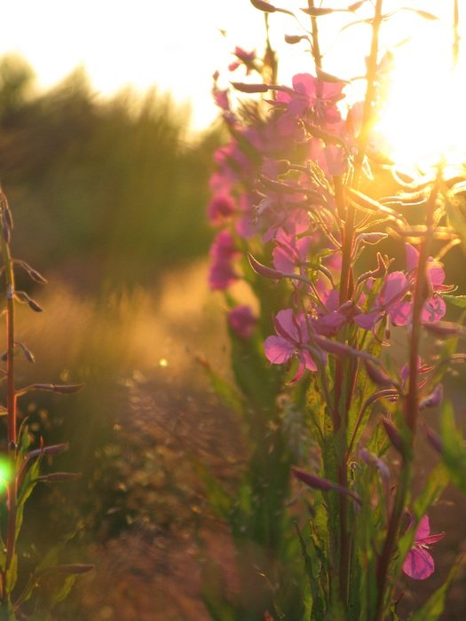horsma plants on meadow at the sunlight